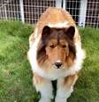 Toco, o japonês fantasiado de Collie  Foto: @youtube