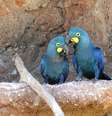 Classificada como em perigo de extinção e endêmica de áreas restritas da caatinga, no Estado da Bahia, a arara-azul-de-lear não se reproduz facilmente em cativeiro  Foto: Paulo Gil - Zoo SP/Divulgação / Estadão