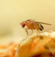 Normalmente, a reprodução da mosca Drosophila melanogaster é sexuada  Foto: Getty Images / BBC News Brasil