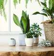 Veja quais plantas não podem faltar em casa -  Foto: Shutterstock / Alto Astral