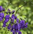 Planta venenosa acônito é chamada nos Estados Unidos de wolfsbane; na série da Netflix, Ginny e Geórgia, é possível ver uma das protagonistas fazendo o uso de seu veneno  Foto: iStock