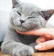 A felicidade do seu gato depende de alguns fatores importantes - Shutterstock  Foto: Alto Astral