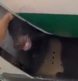 Urso se solta de jaula e provoca atraso em voo no Aeroporto de Dubai  Foto: reprodução/redes sociais