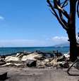 destruição causada pelo fogo no Havaí  Foto: INSTAGRAM/Reuters / BBC News Brasil