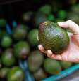 Com a nova variação do abacate, será mais fácil para o consumidor identificar se a fruta já está madura  Foto: iStock