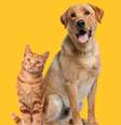 Conheça o protetor dos animais -  Foto: Shutterstock / João Bidu