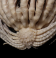  Foto: Rouse et al, 2023/Invertebrate Systematics / Canaltech