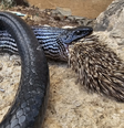 Cobra morre após tentar engolir porco-espinho em Israel  Foto: Aviad Bar/Nature and Parks Authority