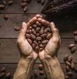 Consumo de cacau é benéfico para a saúde se não for em exagero  Foto: iStock