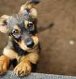 Escolher um nome que reflita a personalidade e as características do seu cachorro pode criar um vínculo ainda mais forte com o pet  Foto: Monika Chodak | Shutterstock / Portal EdiCase