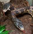 Cobra de duas cabeças é atração em zoológico no Texas  Foto: Reprodução/Cameron Park Zoo/Facebook