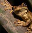 Investigações sobre a biodiversidade estão entre os principais temas de pesquisa na Amazônia  Foto: Getty Images / BBC News Brasil