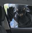 Ladrão encapuzado olhando através da janela de um carro  Foto: Getty Images / BBC News Brasil