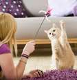 Pratique atividades de lazer com o seu pet  Foto: Dora Zett | ShutterStock / Portal EdiCase