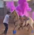 Cavalos participam de chá revelação em Goiás e vídeo gera indignação  Foto: Twitter/ @ whatwouldlbdo/Reproduça / Estadão