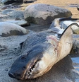  O tubarão-salmão foi descoberto nas margens do rio Salmon em Riggins, Idaho   Foto: Reprodução/Departamento de Pesca e Caça de Idaho