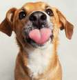 Veterinária explica motivos por trás das lambidas de cachorro -  Foto: Shutterstock / Alto Astral