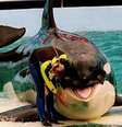 Orca Lolita foi atração de aquário de Miami por décadas  Foto: Reprodução