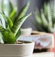 Decore seu lar com essas plantas -  Foto: Shutterstock / João Bidu