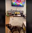 Cachorro se assusta ao ver vídeo de Mario Bros na TV  Foto: Reprodução/TikTok/Jefe_the_American_bully