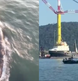 Duas baleias encantaram quem estava no canal do Porto de Santos na tarde desta segunda  Foto: Reprodução