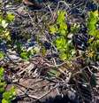 Chionanthus monteazulensis, a planta pertence à família Oleaceae, encontrada em Minas Gerais  Foto:  Acervo dos pesquisadores