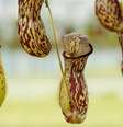 A Nepenthes é um dos maiores tipos de plantas carnívoras, e pode se alimentar de insetos, sapos e até roedores  Foto: Pixabay