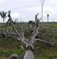 Impacto na floresta foi maior durante governo Bolsonaro  Foto: ANSA / Ansa - Brasil