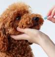 O calmante para cachorro exige orientação veterinária -  Foto: Shutterstock / Alto Astral