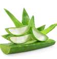 Babosa tem propriedades calmantes e hidratantes  Foto: Maja Cvetojevic / iStock
