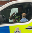Um simpático vira-lata caramelo vestindo camisa azul foi fotografado em carro policial em Black Country, na Inglaterra, na sexta-feira, 18  Foto: Reprodução/Redes Sociais 