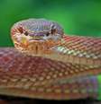 Sonhar com cobra pode ter vários significados - Shutterstock  Foto: Alto Astral