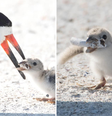O cigarro pode ser um perigo para os pássaros e também para outros animais.  Foto: Karen Catbird / Facebook