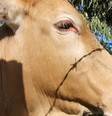  Foto: Vegano Periférico