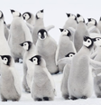 As penas dos filhotes de pinguins imperadores não são à prova d'água; eles precisam trocar de penas antes que o gelo se quebre  Foto: Getty Images / BBC News Brasil