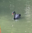 Cisne-negro é morto e furtado de parque no Rio de Janeiro  Foto: Reprodução/TV Globo