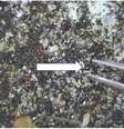 Uma das esférulas com 0,4 milímetros sendo removida de detritos resgatados durante a expedição (Imagem: Reprodução/Abraham Loeb et al.)  Foto: Canaltech