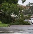 Um residente passa por uma árvore caída devido aos ventos fortes do furacão Idalia em Clearwater, Flórida  Foto: REUTERS/Adrees Latif/File Photo