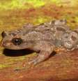 Sapo Crossodactylodes serranegra foi encontrado no Parque Estadual da Serra Negra, em Minas, no município de Itamarandiba  Foto: Marcus Thadeu Teixeira Santos