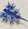 Animal em questão pertence à espécie Glaucus atlanticus  Foto: MONSOONGARBAGE / Facebook