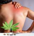Cannabis medicinal é capaz de aliviar dores crônicas da fibromialgia -  Foto: Shutterstock / Saúde em Dia