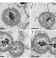 Bactéria misteriosa do oceano se multiplica por brotamento (Imagem: Zheng et al., 2023/eLife)  Foto: Canaltech