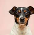 Imagem meramente ilustrativa de um cachorro  Foto: Victor Grabarczyk/ Unsplash