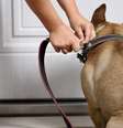 Nada melhor do que saber que o seu pet está em segurança - Shutterstock  Foto: Alto Astral