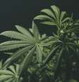 Um professor cearense conseguiu, na Justiça, liberação para plantio da maconha  Foto: deimagine