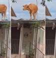 Ciclone no RS: vaca encontrada em cima do telhado Foto: Divulgação/Prefeitura de Estrela  Foto: Divulgação/Prefeitura de Estrela / Estadão