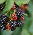 A amora é uma fruta extremamente saudável para o organismo - Shutterstock  Foto: Alto Astral