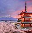Na primavera, o Japão é dominado pelas sakuras, também conhecidas como cerejeiras em flor  Foto: Sean Pavone | Shutterstock / Portal EdiCase