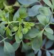 Tenha proteção com esta planta -  Foto: Shutterstock / João Bidu