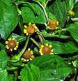 Jambu, uma planta amazônica que deixa a língua dormente  Foto: Reprodução BdF